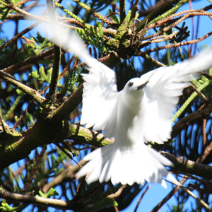 Lord Howe Island Bird Watching