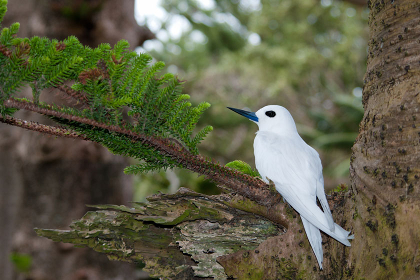Bird Watching On Lord Howe Island